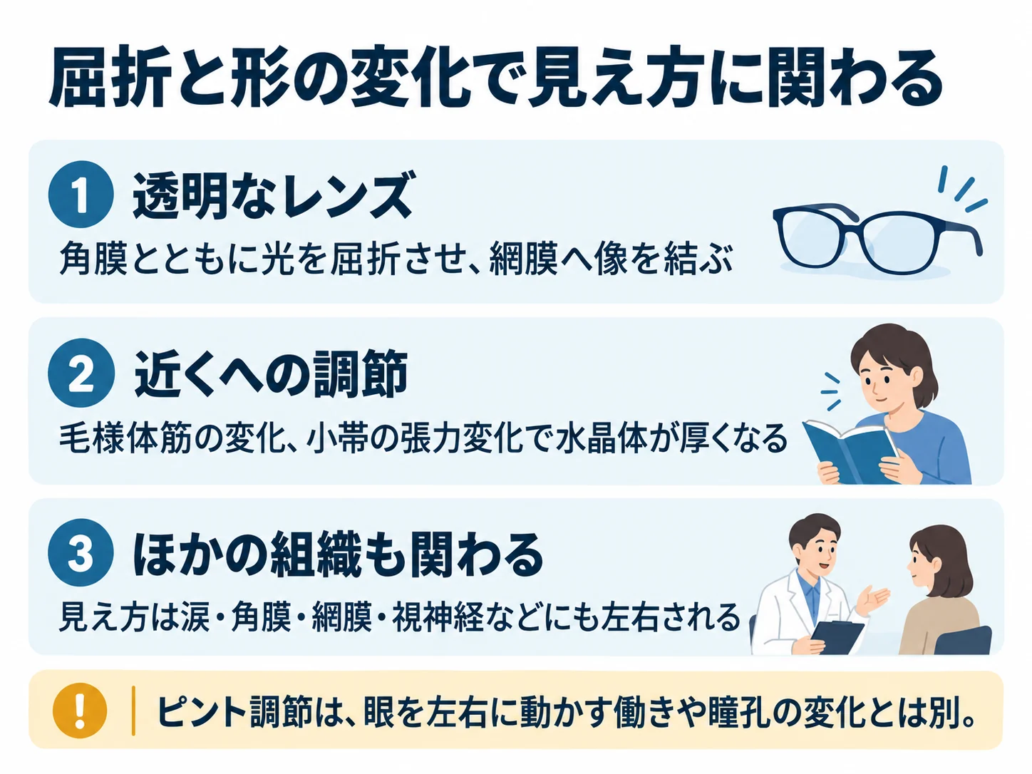 屈折と形の変化で見え方に関わる。透明なレンズ：角膜とともに光を屈折させ、網膜へ像を結ぶ、近くへの調節：毛様体筋の変化、小帯の張力変化で水晶体が厚くなる、ほかの組織も関わる：見え方は涙・角膜・網膜・視神経などにも左右される